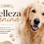 belleza canina